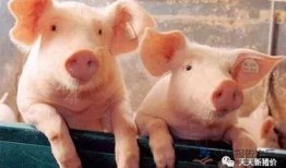 十一月份猪价爆料最新,供需博弈下的市场新动向”